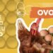 Por que o preço dos ovos nos EUA disparou e até os supermercados estão racionando suas compras | Agronegócios