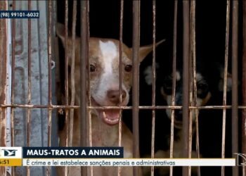 Idoso suspeito de matar cão a pauladas é preso em Barra do Piraí
