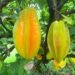 Produtores do noroeste de SP colhem safra da carambola | Nosso Campo