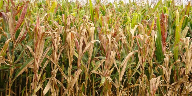 Cigarrinha-do-Milho: Praga Causa Prejuízo Anual de R$ 33,6 Bilhões ao Agronegócio Brasileiro