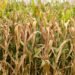 Cigarrinha-do-Milho: Praga Causa Prejuízo Anual de R$ 33,6 Bilhões ao Agronegócio Brasileiro