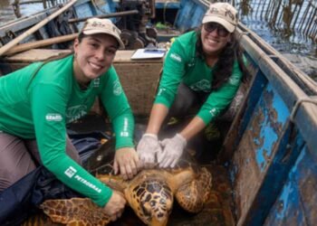 Reaparecimento Inédito de Tartarugas-Cabeçudas na Baía de Guanabara Impulsiona Novas Pesquisas e Desafios de Conservação