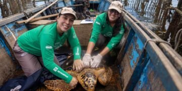 Reaparecimento Inédito de Tartarugas-Cabeçudas na Baía de Guanabara Impulsiona Novas Pesquisas e Desafios de Conservação