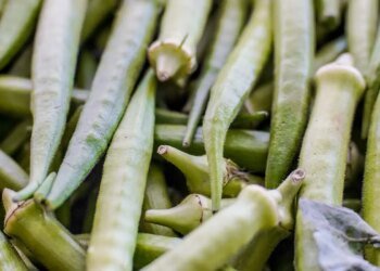 Garantia-Safra: Governo Divulga Lista de Pagamentos para Abril de 2024