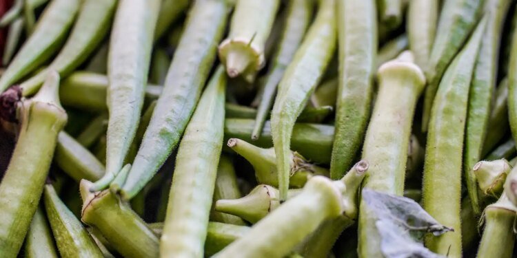 Garantia-Safra: Governo Divulga Lista de Pagamentos para Abril de 2024