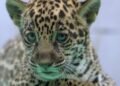 Onça-pintada ‘Xingu’, Nascida no BioParque Vale Amazônia, É Destaque na Preservação da Espécie