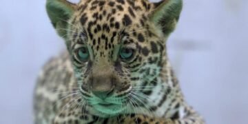 Onça-pintada ‘Xingu’, Nascida no BioParque Vale Amazônia, É Destaque na Preservação da Espécie