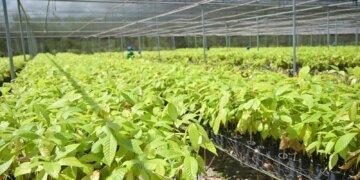 Bioeconomia Impulsiona Restauração e Produção Sustentável em Áreas Degradadas no Pará