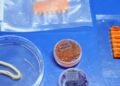Embrapa Desenvolve Salmão, Caviar e Anéis de Lula Veganos com Impressão 3D