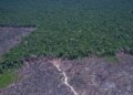 Cúpulas Climáticas Impulsionam Acelerador Global para Combate a Combustíveis Fósseis e Desmatamento