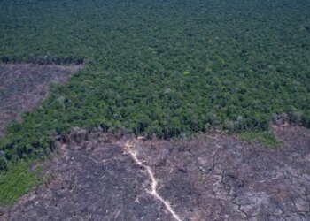 Cúpulas Climáticas Impulsionam Acelerador Global para Combate a Combustíveis Fósseis e Desmatamento