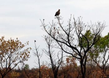 Inovação e Tecnologia Fortalecem Brigadas Contra Incêndios no Cerrado Brasileiro