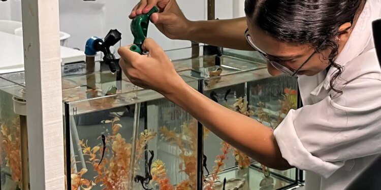 Projeto Cavalos-Marinhos Abre Espaço Educativo para Conscientização e Conservação no Rio