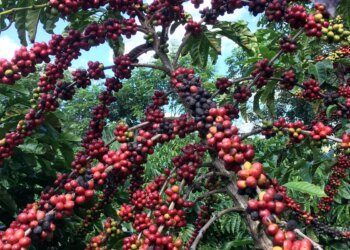 Regulamento Ambiental da UE Ameaça Acesso de Pequenos Cafeicultores Brasileiros ao Mercado Europeu