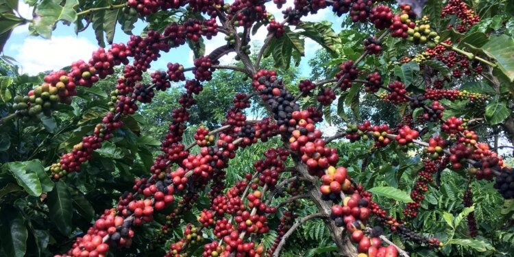 Regulamento Ambiental da UE Ameaça Acesso de Pequenos Cafeicultores Brasileiros ao Mercado Europeu