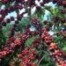Regulamento Ambiental da UE Ameaça Acesso de Pequenos Cafeicultores Brasileiros ao Mercado Europeu Regulamento Ambiental da UE Ameaça Acesso de Pequenos Cafeicultores Brasileiros ao Mercado Europeu