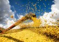 Economia Agrícola: Conab Projeta Safra Recorde de Grãos para 2025/26 com 358,6 Milhões de Toneladas