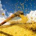Economia Agrícola: Conab Projeta Safra Recorde de Grãos para 2025/26 com 358,6 Milhões de Toneladas