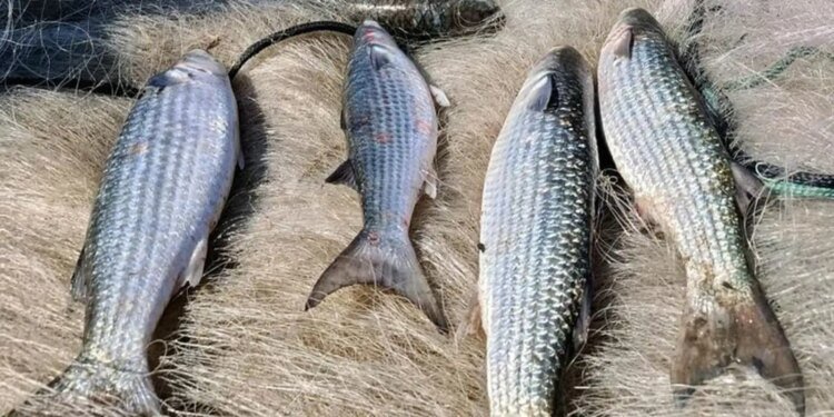 Ministério da Pesca Suspende Arrasto de Praia para Tainha