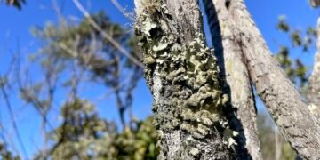 Reserva Ecológica do IBGE no DF: Gestão Reforçada pelo ICMBio no Sistema Nacional de Unidades de Conservação