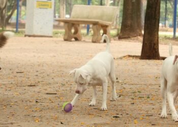 Exercício Ilegal da Medicina Veterinária Torna-se Crime no Código Penal Brasileiro Exercício Ilegal da Medicina Veterinária Torna-se Crime no Código Penal Brasileiro