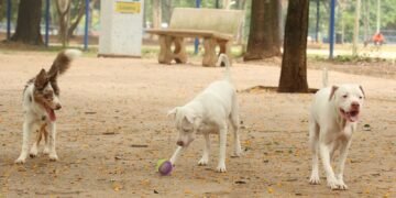 Exercício Ilegal da Medicina Veterinária Torna-se Crime no Código Penal Brasileiro