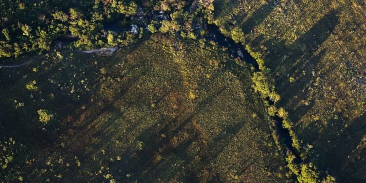 Juros Mais Baixos Estimulam Projetos Sustentáveis no Agronegócio Brasileiro