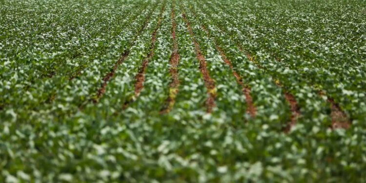 Impasse Persiste Entre Governo e Bancada Ruralista sobre Dívidas Agrícolas