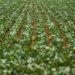 Impasse Persiste Entre Governo e Bancada Ruralista sobre Dívidas Agrícolas
