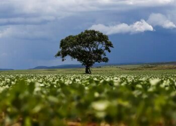R$ 92,4 Bilhões em Crédito Rural Destinados a Áreas com Alertas Ambientais, Aponta MapBiomas R$ 92,4 Bilhões em Crédito Rural Destinados a Áreas com Alertas Ambientais, Aponta MapBiomas