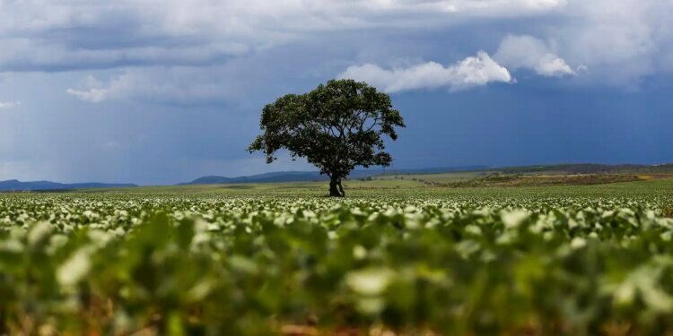 R$ 92,4 Bilhões em Crédito Rural Destinados a Áreas com Alertas Ambientais, Aponta MapBiomas