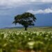 R$ 92,4 Bilhões em Crédito Rural Destinados a Áreas com Alertas Ambientais, Aponta MapBiomas R$ 92,4 Bilhões em Crédito Rural Destinados a Áreas com Alertas Ambientais, Aponta MapBiomas