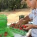 Finep Destina R$ 220 Milhões para Inovação na Agricultura Familiar e Aquicultura: Impulso Econômico e Político