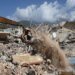 Terremotos na Venezuela: Número de Mortos Ultrapassa 3.800 em Balanço Atualizado
