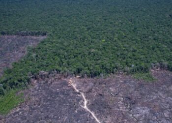 Desmatamento: EUA Usam Questão Ambiental como Pretexto para Taxas ao Brasil, Apontam Especialistas Desmatamento: EUA Usam Questão Ambiental como Pretexto para Taxas ao Brasil, Apontam Especialistas