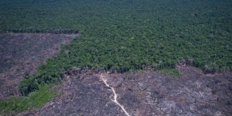 Desmatamento: EUA Usam Questão Ambiental como Pretexto para Taxas ao Brasil, Apontam Especialistas Desmatamento: EUA Usam Questão Ambiental como Pretexto para Taxas ao Brasil, Apontam Especialistas