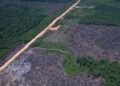 Desmatamento na Amazônia Reduz 10% no Primeiro Semestre, Desafiando Justificativas dos EUA para Tarifas
