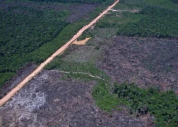 Desmatamento na Amazônia Reduz 10% no Primeiro Semestre, Desafiando Justificativas dos EUA para Tarifas Desmatamento na Amazônia Reduz 10% no Primeiro Semestre, Desafiando Justificativas dos EUA para Tarifas