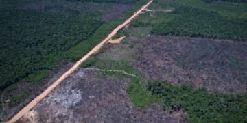 Desmatamento na Amazônia Reduz 10% no Primeiro Semestre, Desafiando Justificativas dos EUA para Tarifas Desmatamento na Amazônia Reduz 10% no Primeiro Semestre, Desafiando Justificativas dos EUA para Tarifas