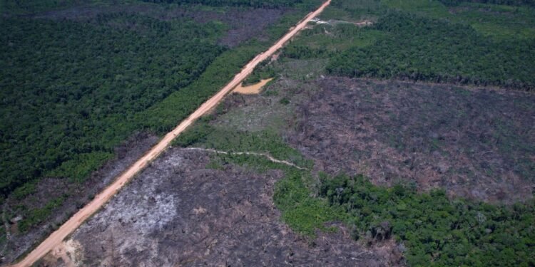 Desmatamento na Amazônia Reduz 10% no Primeiro Semestre, Desafiando Justificativas dos EUA para Tarifas