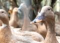 Brasil Sanciona Lei Que Proíbe Produção e Comercialização de Foie Gras