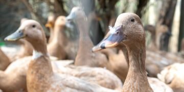 Brasil Sanciona Lei Que Proíbe Produção e Comercialização de Foie Gras