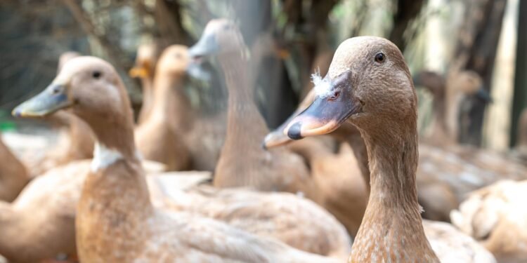 Brasil Sanciona Lei Que Proíbe Produção e Comercialização de Foie Gras