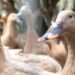 Brasil Sanciona Lei Que Proíbe Produção e Comercialização de Foie Gras