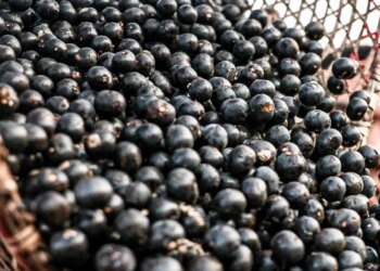 China Abre Novo Caminho para Exportação de Polpas e Frutas Congeladas Brasileiras