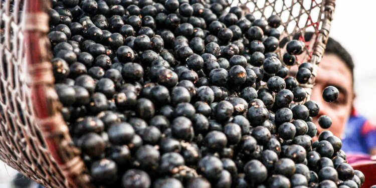 China Abre Novo Caminho para Exportação de Polpas e Frutas Congeladas Brasileiras China Abre Novo Caminho para Exportação de Polpas e Frutas Congeladas Brasileiras