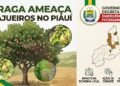 Praga que ameaça cajueiros leva governo a decretar emergência fitossanitária em 3 cidades do PI