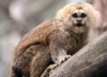 Três de uma vez: sagui ameaçado de extinção dá à luz trigêmeos em MG