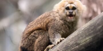 Três de uma vez: sagui ameaçado de extinção dá à luz trigêmeos em MG