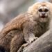Três de uma vez: sagui ameaçado de extinção dá à luz trigêmeos em MG